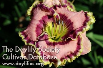 Daylily Curb Appeal